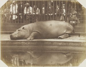 Flodhästen Obaysch, London Zoo av Comte de Montizón Don Juan