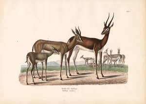 Arabisk oryx i halvöken av Conrad Kull