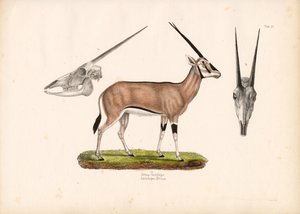 Beisa Oryx med utsikt över skallen
