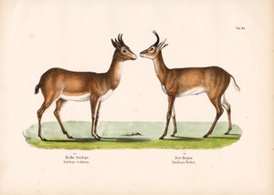 Bohor Reedbuck och vanlig Reedbuck av Conrad Kull