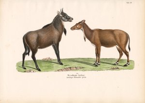 Bontebok or Blesbok av Conrad Kull