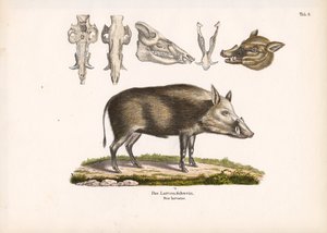 Bushpig med utsikt över skallen