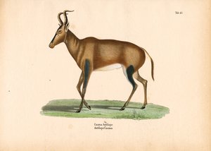 Caama-antilop av Conrad Kull