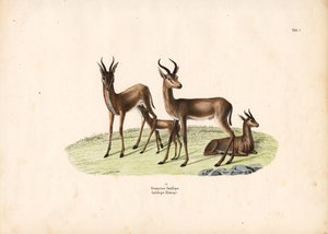 Vanlig gasell i familjegruppen av Conrad Kull