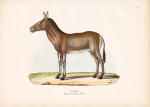 Dziggetai eller mongolisk vildåsna av Conrad Kull