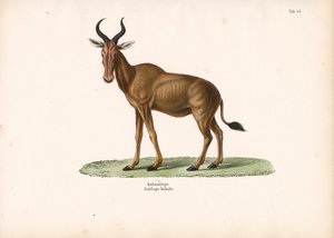 Hartebeest av Conrad Kull