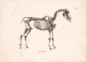 Skelett av häst av Conrad Kull