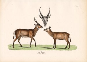 Koba Antilop av Conrad Kull