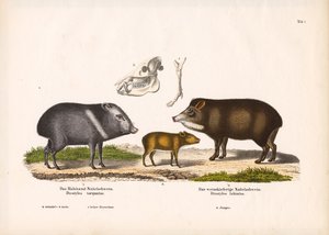 Peccaries med ungdjur och skallanatomi