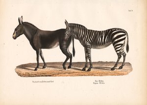 Slättzebra och hybrid mellan zebra och åsna