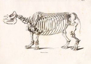 Skelett av indisk noshörning av Conrad Kull