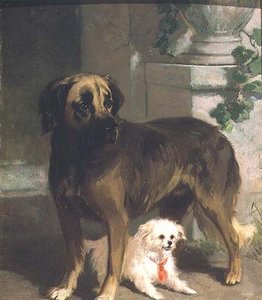En Mastiff och en Bichon av Conradyn Cunaeus