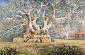 Heiliger Bo-Baum am Begräbnisort der Königinnen von Kandy von Constance Frederica Gordon-Cumming