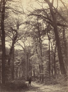 Skogsscen, ca. 1865.