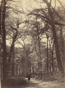 Skogsscen,ca. 1865 (foto)