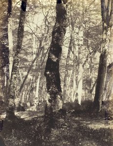 Studera i Barbizonskogen, 186069.