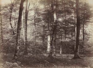Utan titel (The Forest of Fontainebleau)