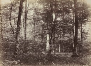 Utan titel The Forest of Fontainbleau, ca. 1874.