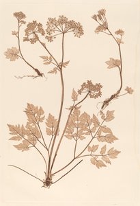 Chaerophyllum hirsistum av Constetin von Ettinghausen and Alois Pokorny