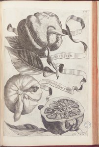 Horned Orange, tallrik 409 från "Hesperides or de Malorum Aureorum Cultura et Usu Libri quatuor" av Giovanni Battista Ferrari, 1646