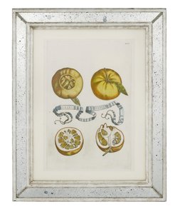 Apelsiner, tallrik 405 från "Hesperides or de Malorum Aureorum Cultura et Usu Libri quatuor" av Giovanni Battista Ferrari, 1646