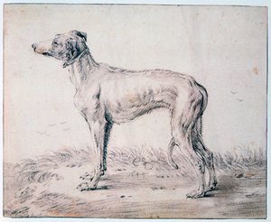 Vinthund, 1644