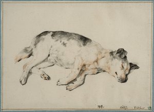 Studie av en sovande hund av Cornelis Visscher