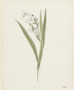 Fresia av Cornelis van Noorde