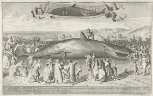 Kaskelot strandade vid Egmond aan Zee, 1764 Cagelot eller Potwhale, lång cirka 60 fot, strax norr om Egmond op Zee Strandad vid liv den 15:e februari 1764. den 1 mars där på auktion Såld för 810 Guldens (titel på objekt) av Cornelis van Noorde