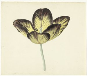 Tulpan som heter Bizard Egyptienne av Cornelis van Noorde