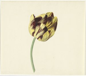 Tulp kallade Bizard den romerske påven av Cornelis van Noorde