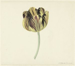 Tulpan som heter Bizard Rosette av Cornelis van Noorde