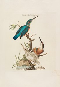 Holländska fåglar: Enligt deras hushåll, Aert och egenskaper, 1770-1829. av Cornelius Nozeman