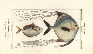Afrikansk pompano, Alectis ciliaris, Blepharis ciliaris, Blefaride ciliare 1 och ponnyfisk, Poulain ruse, Leiognathus equulus 2 av Corsi Corsi