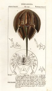 Atlantisk hästskokrabba, Limulus polyphemus