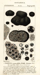 Svart tryffel, Tuber melanosporum (matknöl, ätbar tryffel, Lycoperdonknöl) av Corsi Corsi