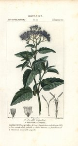 Fjärilsdimma, Ageratum corymbosum av Corsi Corsi