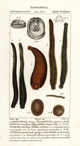 Vanlig svart igel, Hirudo verbana, var