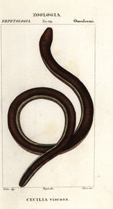 Vanlig gulbandig caecilian, Ichthyophis glutinosus av Corsi Corsi