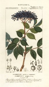 Europeiskt svart fläder, Sambucus nigra, Svart eller vanlig fläder av Corsi Corsi