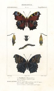 Europeisk påfågelfjäril, Aglais io av Corsi Corsi