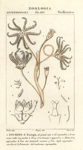 Utdöd crinoid Encrinus, Encrino dEuropa av Corsi Corsi