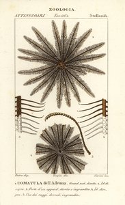 Feather star crinoid, Oligometrides adeonae, Comatula adeonae, Comatula dellAdeona av Corsi Corsi