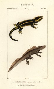 Eldsalamander, Salamandra salamandra 1 och storsalamander, Triturus cristatus (kritiskt hotad) 2