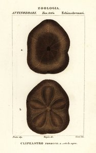 Platt havskex, Clypeaster rosaceus av Corsi Corsi