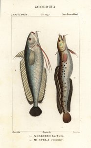 Gaffelskägg, Phycis phycis 1 och femskäggsrockling, Ciliata mustela av Corsi Corsi