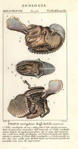 Större argonautbläckfisk, Argonauta argo