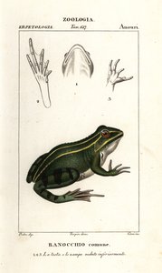 Grön groda, Pelophylax kl esculentus av Corsi Corsi