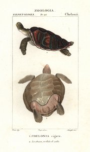 Grön havssköldpadda, Chelonia mydas hotad av Corsi Corsi