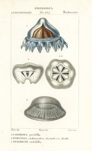 Hjälmmaneter, Periphylla periphylla 1, Phorcynia cudonoidea 2 och Eulimene ciclophylla 3